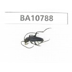 Cerambycidae sp. China, Heilongjiang, Mudanjiang. 1Pcs. BA10788.