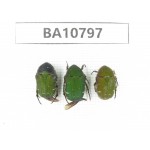 Cetoniidae sp. China, Guangxi, Baise, Leye county. 3Pcs. BA10797.