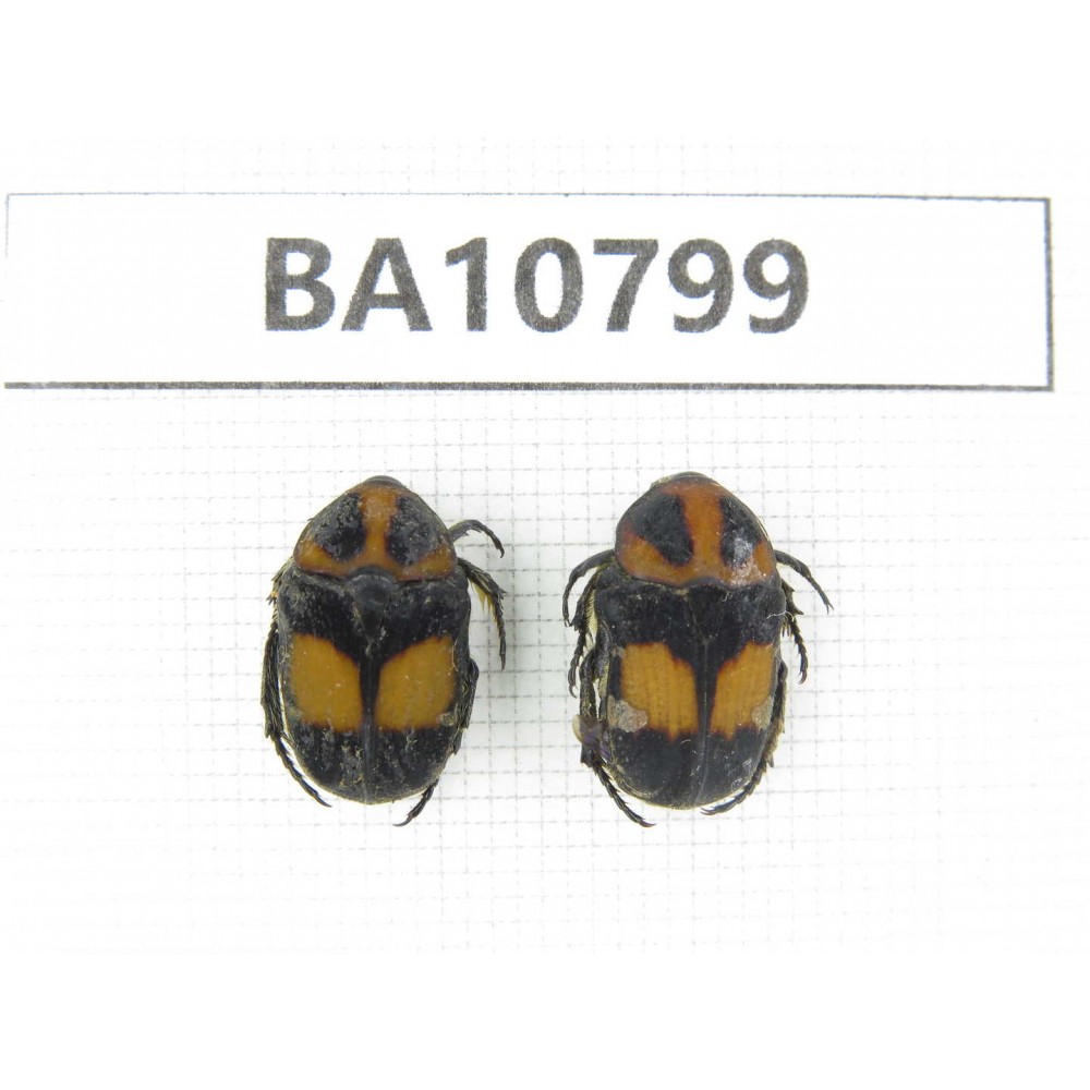 Cetoniidae sp. China, Guangxi, Baise, Leye county. 2Pcs. BA10799.