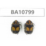 Cetoniidae sp. China, Guangxi, Baise, Leye county. 2Pcs. BA10799.