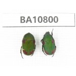 Cetoniidae sp. China, Guangxi, Baise, Leye county. 2Pcs. BA10800.