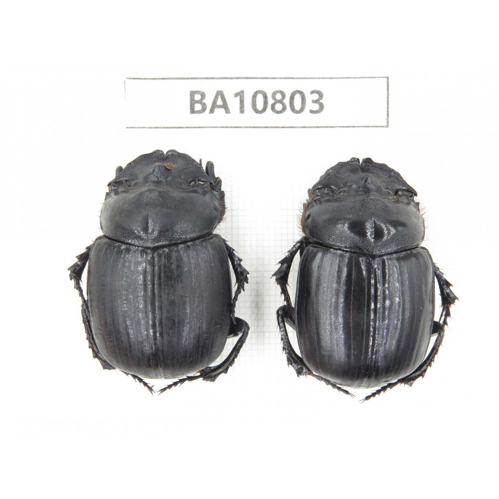 Geotrupidae sp. China,  Yunnan, Nujiang, N of Mt.Biluoxueshan.2Pcs. BA10803.