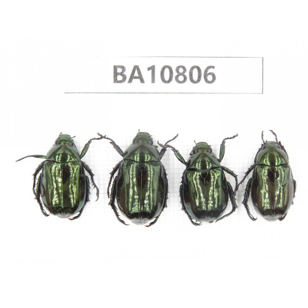 Rutelidae sp. China, Yunnan, Nujiang, N of Mt.Biluoxueshan. 4Pcs. BA10806.