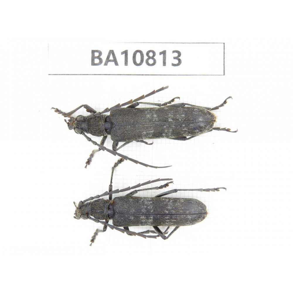 Cerambycidae sp. China,  Yunnan, Nujiang, N of Mt.Biluoxueshan. 2Pcs. BA10813.