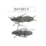 Cerambycidae sp. China,  Yunnan, Nujiang, N of Mt.Biluoxueshan. 2Pcs. BA10813.
