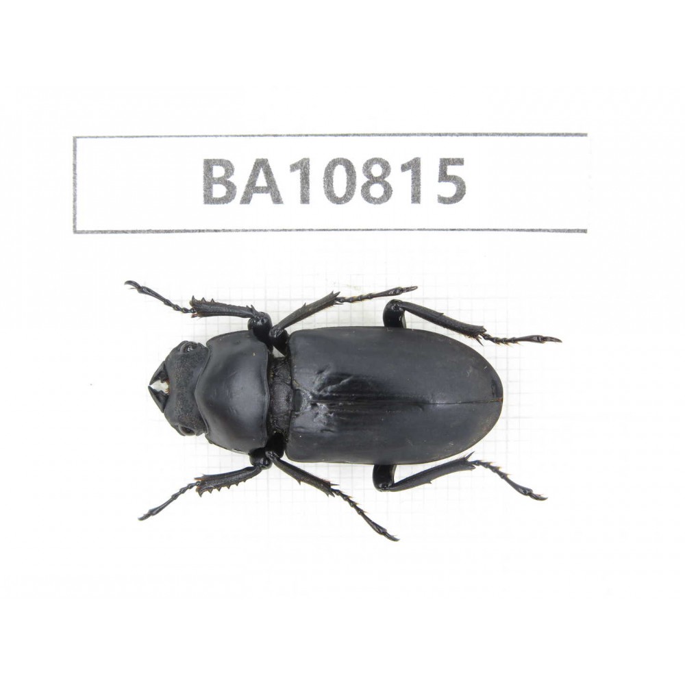 Dorcus sp. China, Yunnan, Nujiang, N of Mt.Biluoxueshan.1F. BA10815.