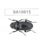 Dorcus sp. China, Yunnan, Nujiang, N of Mt.Biluoxueshan.1F. BA10815.