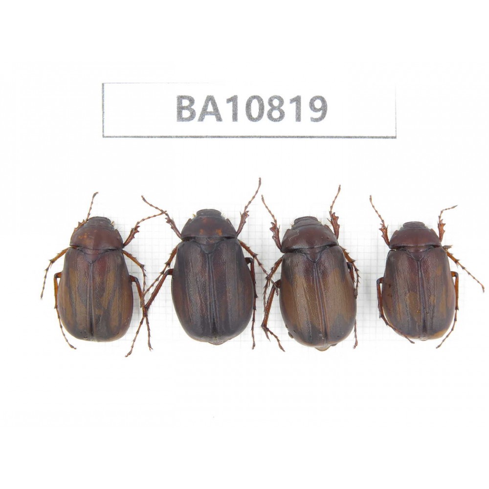 Melolonthidae sp. China, Yunnan, Nujiang, N of Mt.Biluoxueshan. 4Pcs. BA10819.