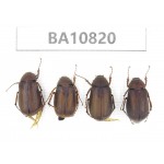 Melolonthidae sp. China, Yunnan, Nujiang, N of Mt.Biluoxueshan. 4Pcs. BA10820.