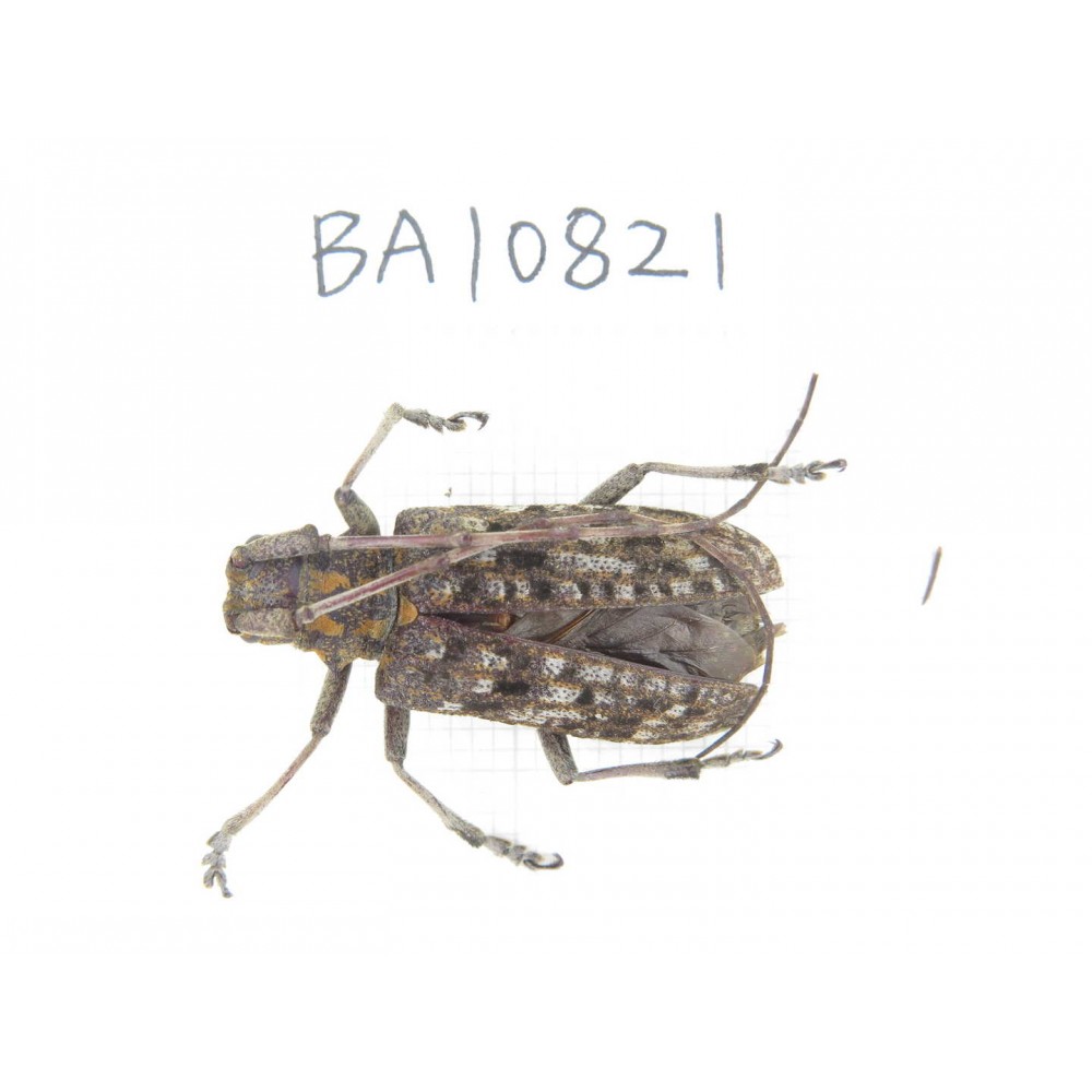 Cerambycidae sp. China, Yunnan, Chuxiong, Shuangbai county. 1Pcs. BA10821.
