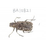 Cerambycidae sp. China, Yunnan, Chuxiong, Shuangbai county. 1Pcs. BA10821.