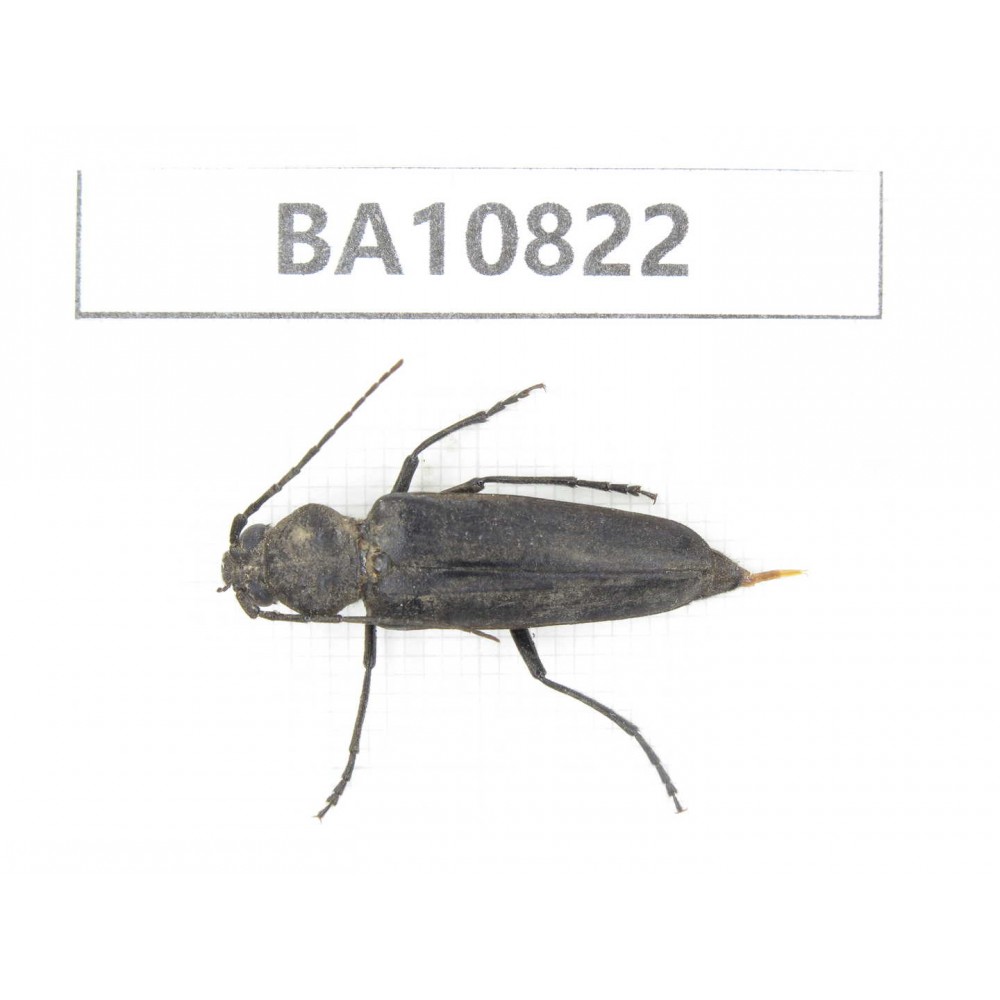 Cerambycidae sp. China, Yunnan, Chuxiong, Shuangbai county. 1Pcs. BA10822.