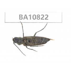 Cerambycidae sp. China, Yunnan, Chuxiong, Shuangbai county. 1Pcs. BA10822.