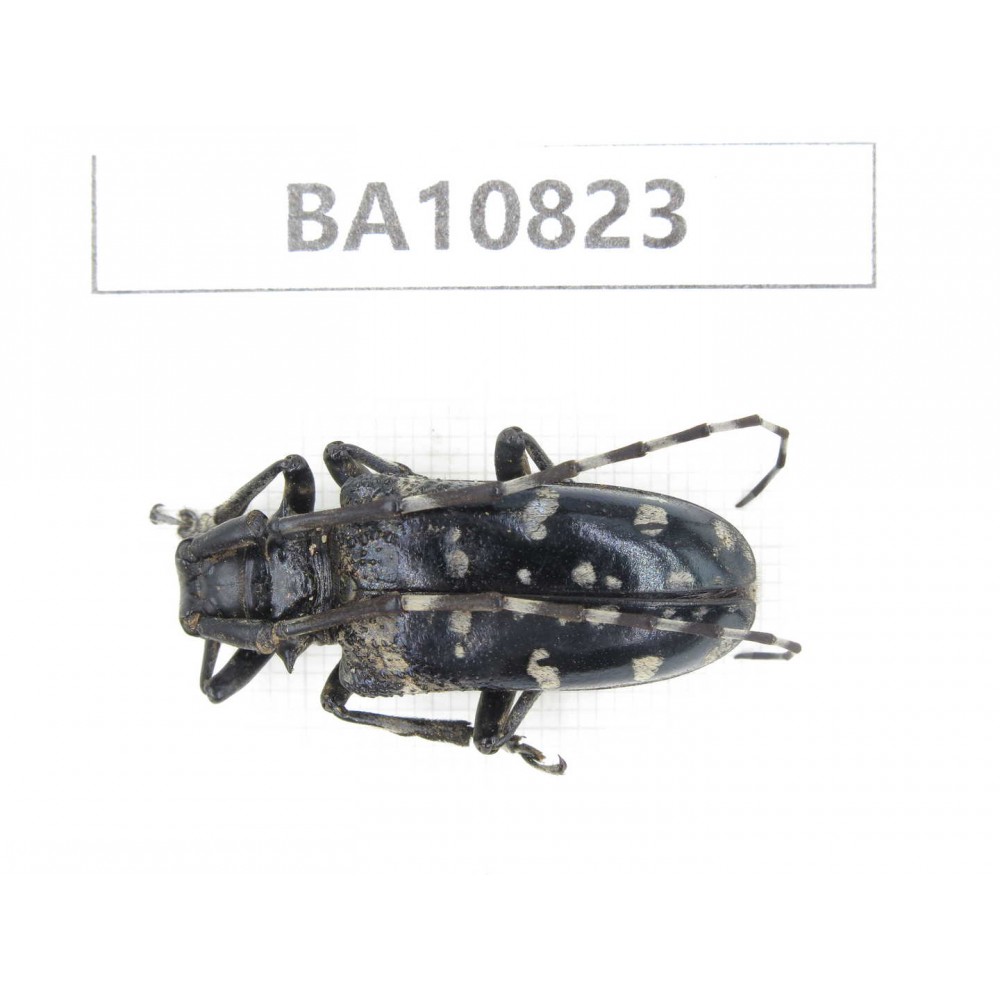 Cerambycidae sp. China, Yunnan, Chuxiong, Shuangbai county. 1Pcs. BA10823.