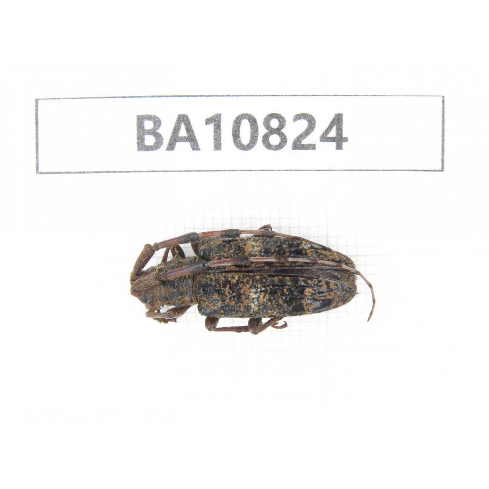 Cerambycidae sp. China, Yunnan, Chuxiong, Shuangbai county. 1Pcs. BA10824.