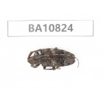 Cerambycidae sp. China, Yunnan, Chuxiong, Shuangbai county. 1Pcs. BA10824.