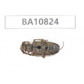 Cerambycidae sp. China, Yunnan, Chuxiong, Shuangbai county. 1Pcs. BA10824.