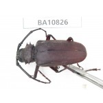 Cerambycidae sp. China, Yunnan, Chuxiong, Shuangbai county. 1Pcs. BA10826.
