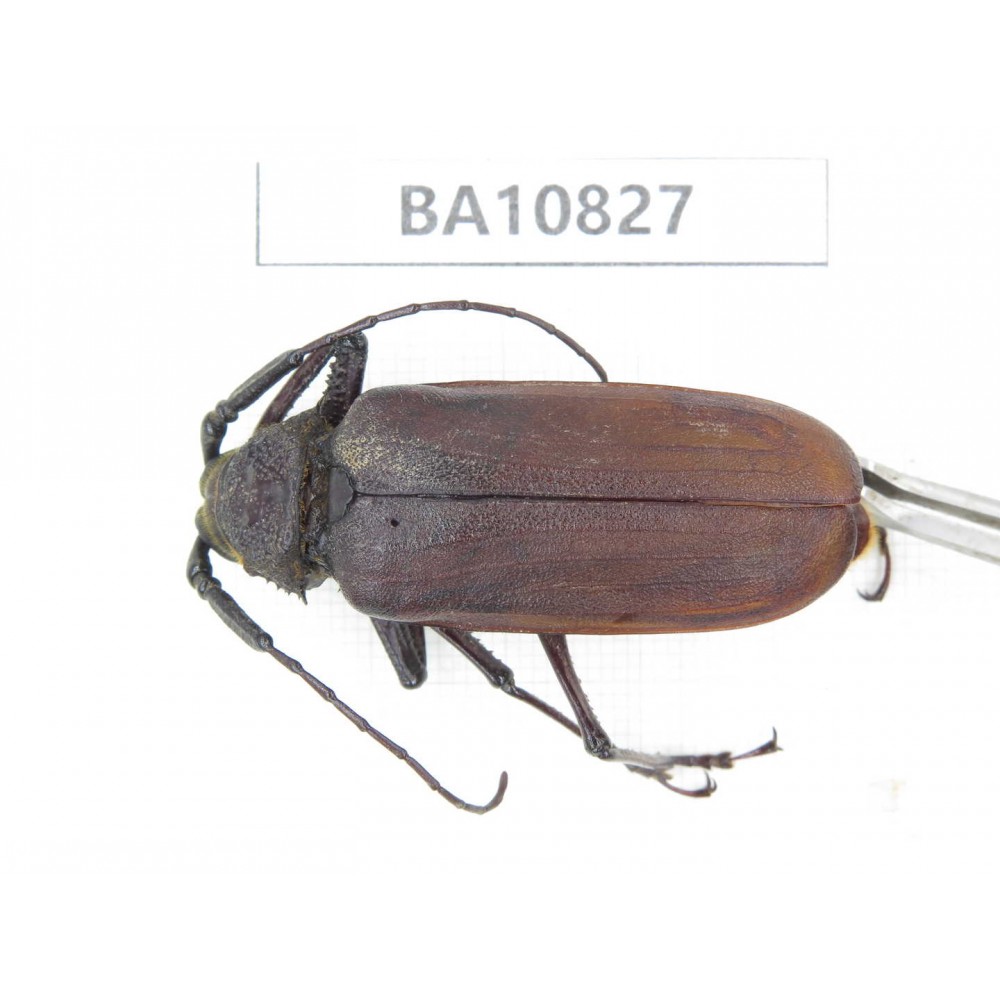 Cerambycidae sp. China, Yunnan, Chuxiong, Shuangbai county. 1Pcs. BA10827.