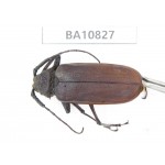 Cerambycidae sp. China, Yunnan, Chuxiong, Shuangbai county. 1Pcs. BA10827.