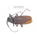 Cerambycidae sp. China, Yunnan, Chuxiong, Shuangbai county. 1Pcs. BA10829.
