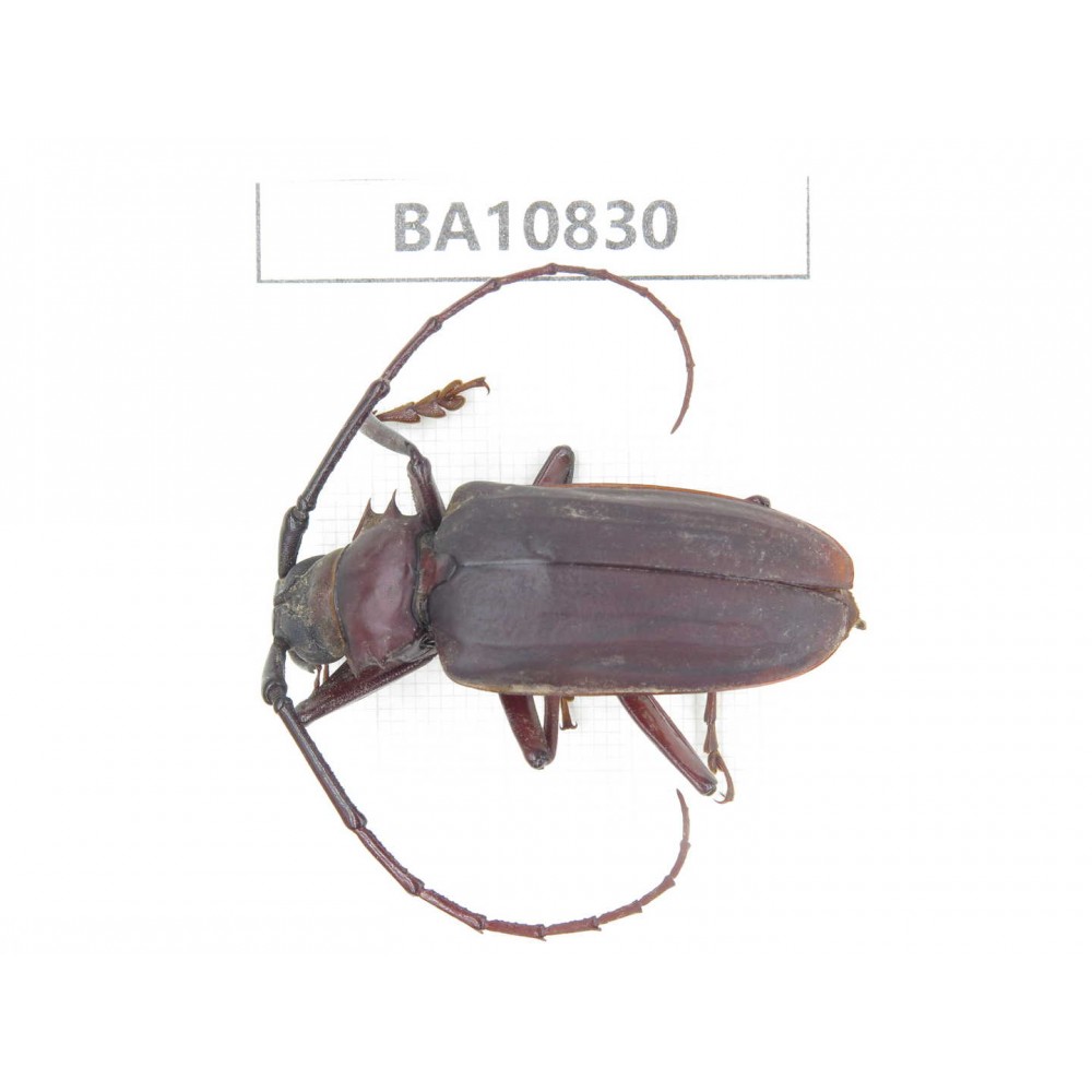 Cerambycidae sp. China, Yunnan, Chuxiong, Shuangbai county. 1Pcs. BA10830.