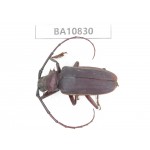 Cerambycidae sp. China, Yunnan, Chuxiong, Shuangbai county. 1Pcs. BA10830.