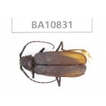 Cerambycidae sp. China, Yunnan, Chuxiong, Shuangbai county. 1Pcs. BA10831.