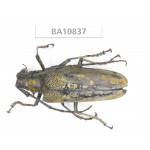 Cerambycidae sp. China, Yunnan, Chuxiong, Shuangbai county. 1Pcs. BA10837.