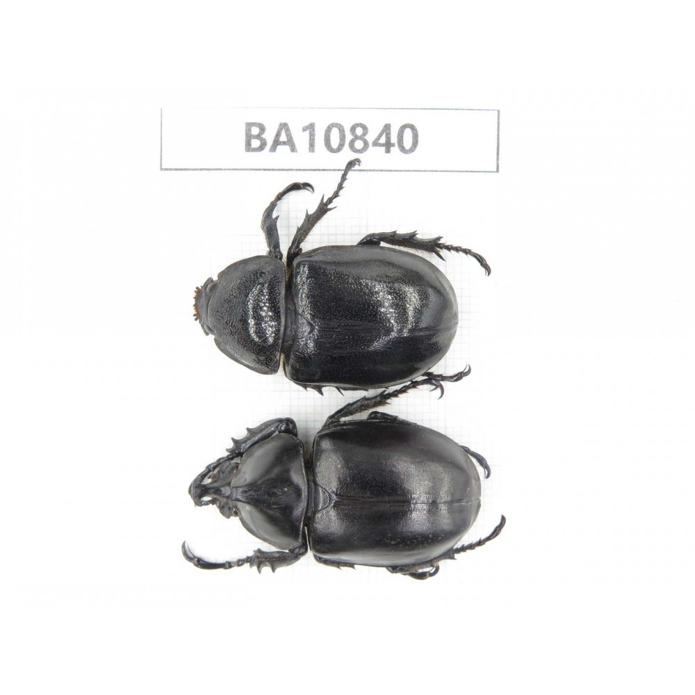 Xylotrupes gideon ssp. China, Yunnan, Chuxiong, Shuangbai county.1P. BA10840.
