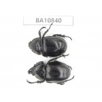 Xylotrupes gideon ssp. China, Yunnan, Chuxiong, Shuangbai county.1P. BA10840.