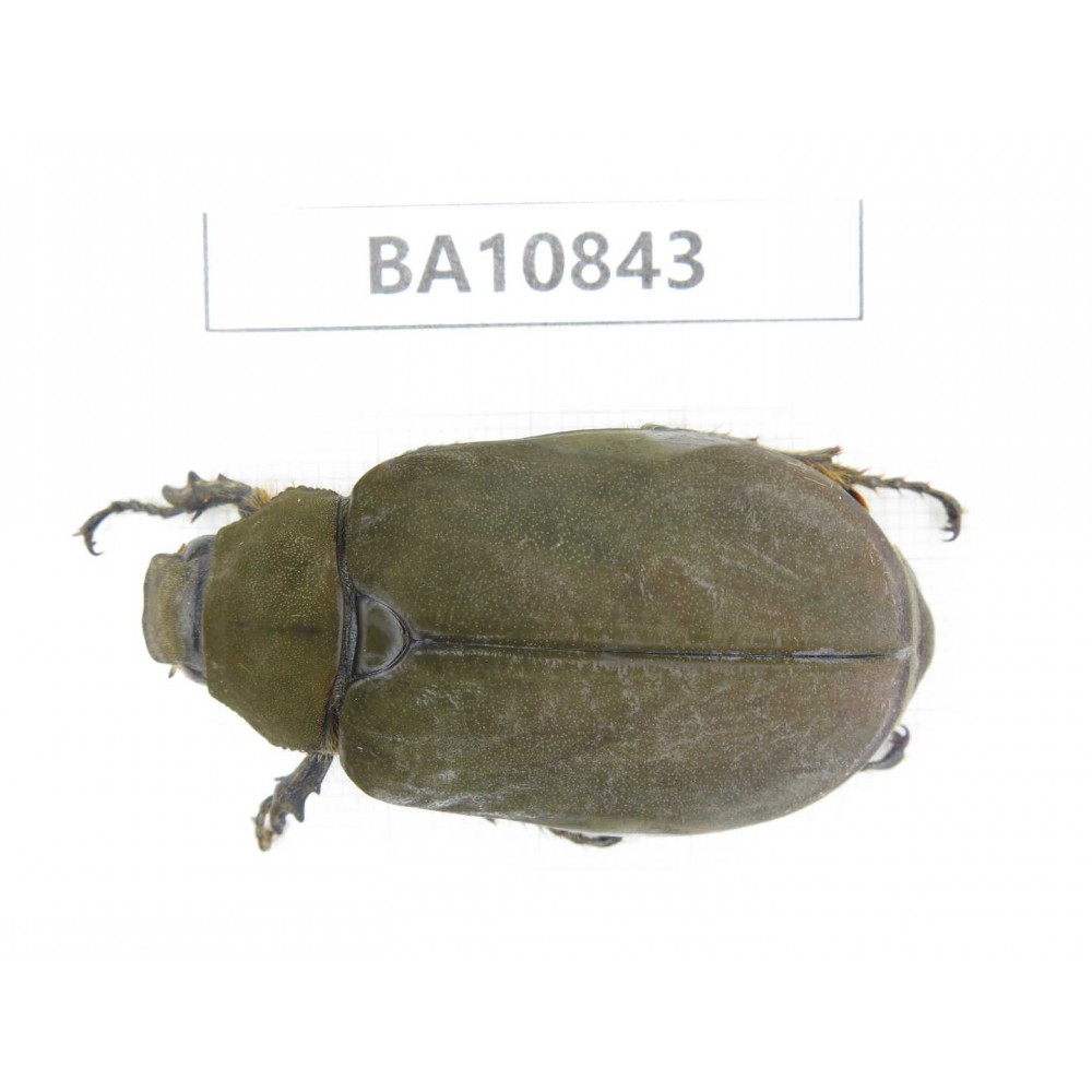 Melolonthidae sp. China, Yunnan, Chuxiong, Shuangbai county. 1Pcs. BA10843.