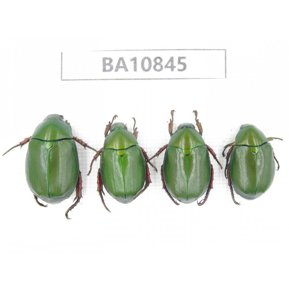 Rutelidae sp. China, Yunnan, Chuxiong, Shuangbai county. 4Pcs. BA10845.