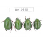 Rutelidae sp. China, Yunnan, Chuxiong, Shuangbai county. 4Pcs. BA10845.
