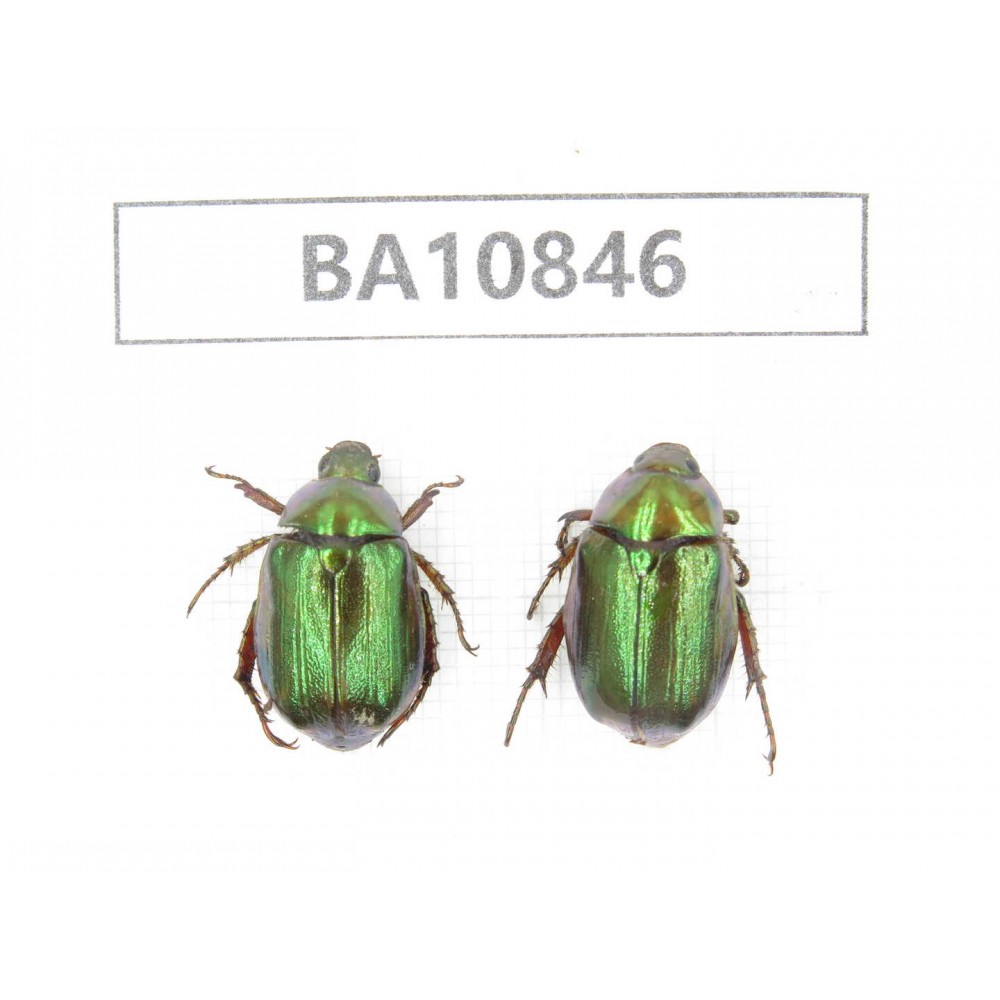 Rutelidae sp. China, Yunnan, Chuxiong, Shuangbai county. 2Pcs. BA10846.