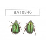 Rutelidae sp. China, Yunnan, Chuxiong, Shuangbai county. 2Pcs. BA10846.
