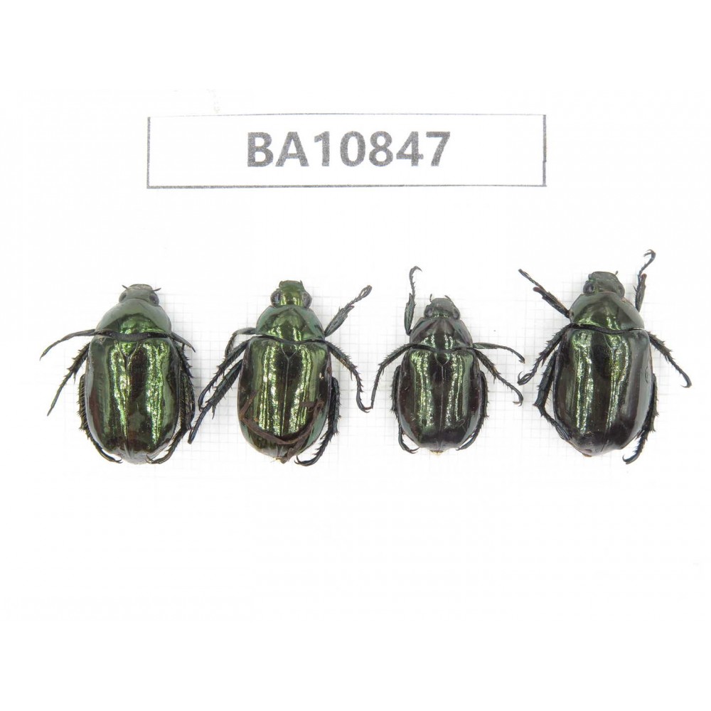 Rutelidae sp. China, Yunnan, Chuxiong, Shuangbai county. 4Pcs. BA10847.