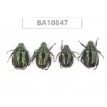 Rutelidae sp. China, Yunnan, Chuxiong, Shuangbai county. 4Pcs. BA10847.