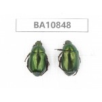 Rutelidae sp. China, Yunnan, Chuxiong, Shuangbai county. 2Pcs. BA10848.