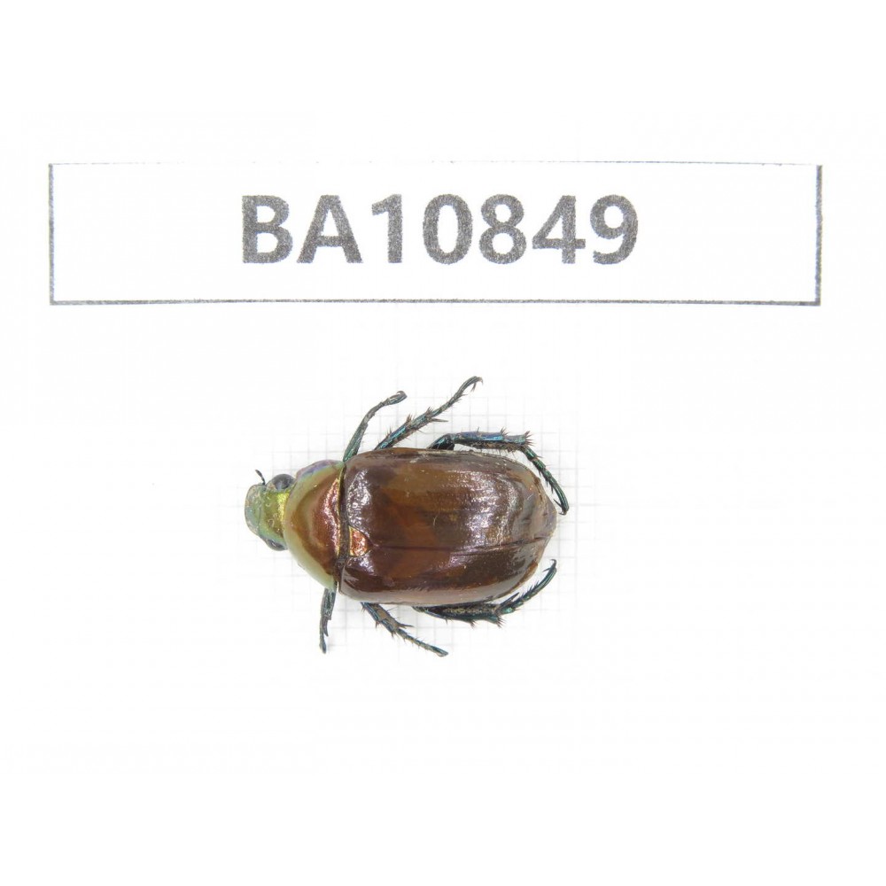 Rutelidae sp. China, Yunnan, Chuxiong, Shuangbai county. 1Pcs. BA10849.