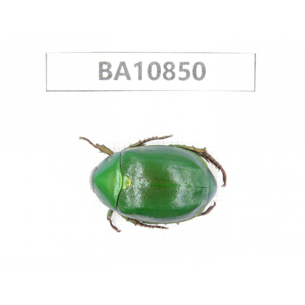 Rutelidae sp. China, Yunnan, Chuxiong, Shuangbai county. 1Pcs. BA10850.