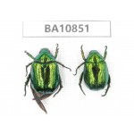Rutelidae sp. China, Yunnan, Chuxiong, Shuangbai county. 2Pcs. BA10851.