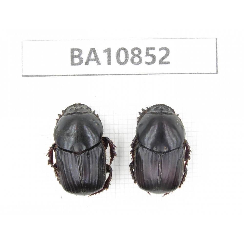 Geotrupidae sp. China,  Yunnan, Chuxiong, Shuangbai county. 2Pcs. BA10852.