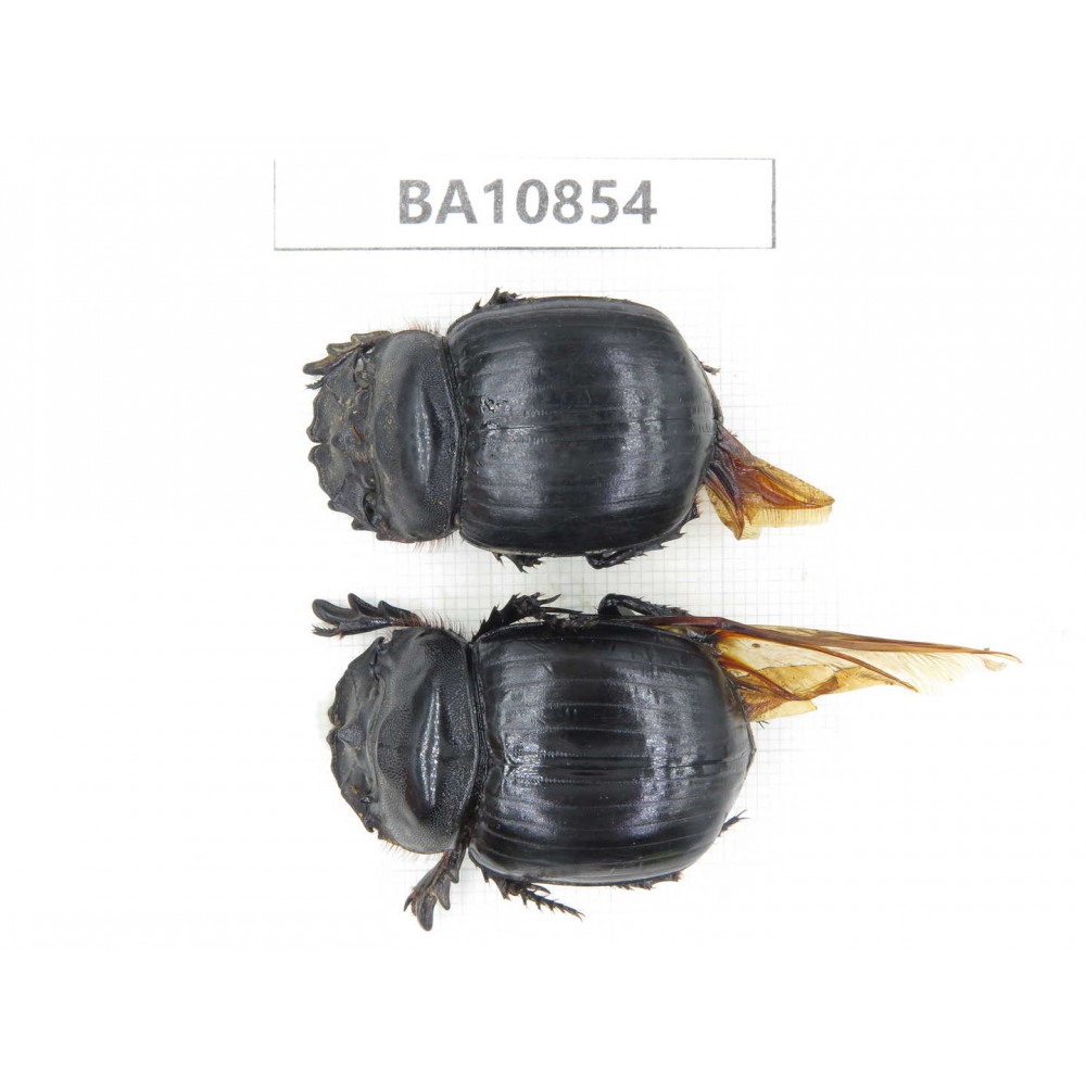 Geotrupidae sp. China,  Yunnan, Chuxiong, Shuangbai county. 2Pcs. BA10854.