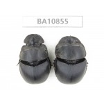 Geotrupidae sp. China,  Yunnan, Chuxiong, Shuangbai county. 2Pcs. BA10855.