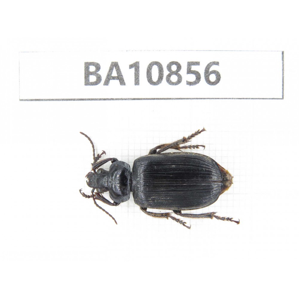 Carabidae sp. China,  Yunnan, Chuxiong, Shuangbai county. 1Pcs. BA10856.