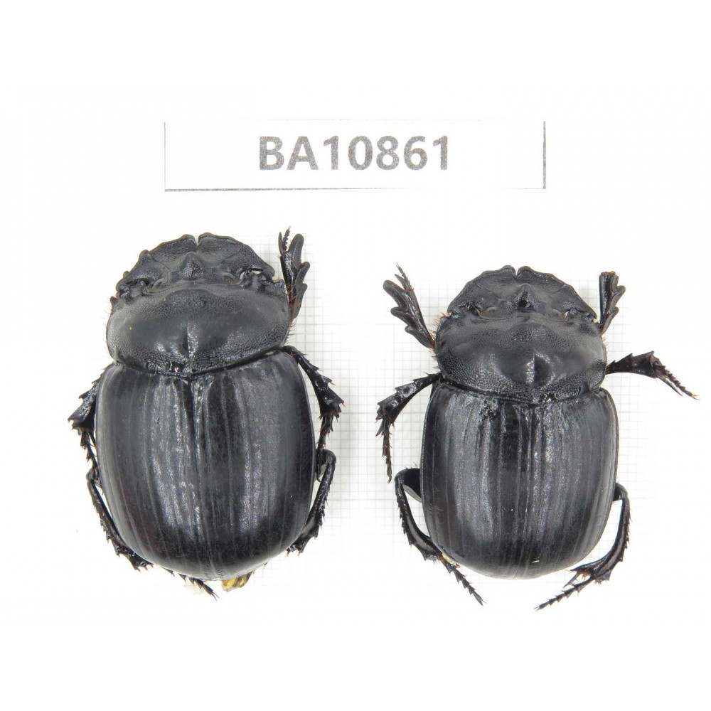 Geotrupidae sp. China,  Yunnan, Xiangerila, S of Weixi county. 2Pcs. BA10861.