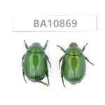 Rutelidae sp. China, Yunnan, Xiangerila, S of Weixi county. 2Pcs. BA10869.