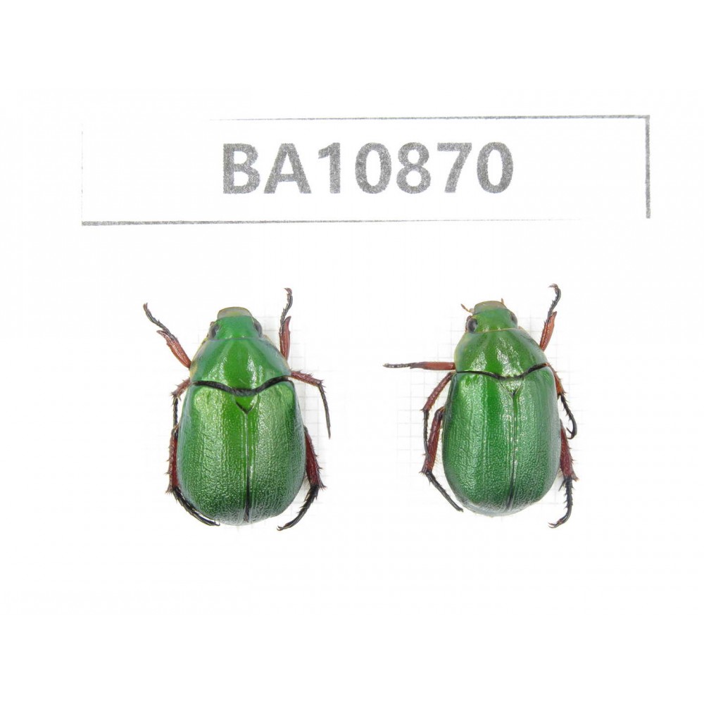 Rutelidae sp. China, Yunnan, Xiangerila, S of Weixi county. 2Pcs. BA10870.