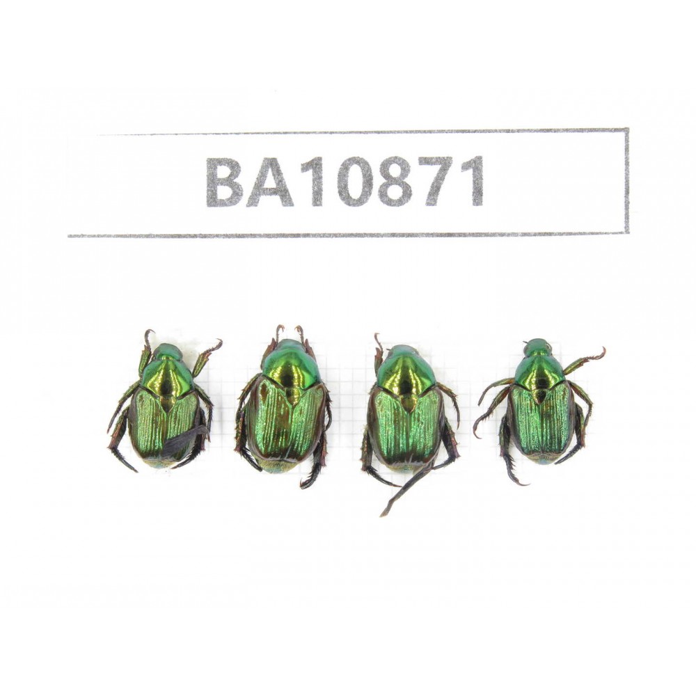 Rutelidae sp. China, Yunnan, Xiangerila, S of Weixi county. 4Pcs. BA10871.